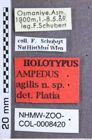 Etikette zu Ampedus (Ampedus) agilis (Platia, 2001) (NHMW-ZOO-COL-0008420)